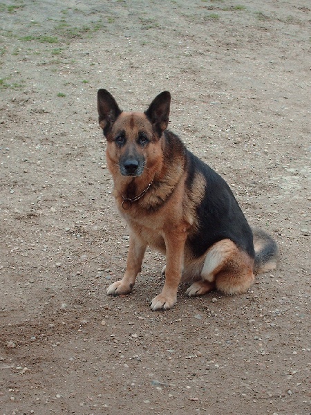 Orso du fond des abyss