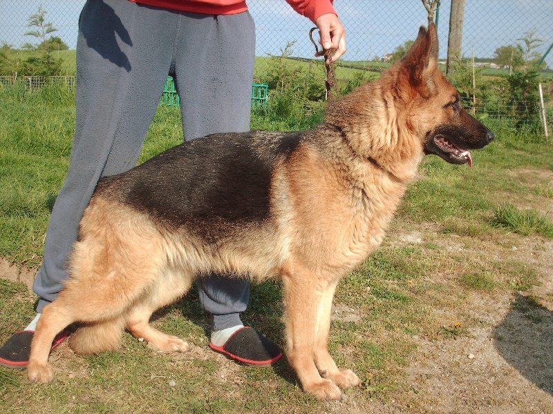 Dina de la Cité d'Emeraude
