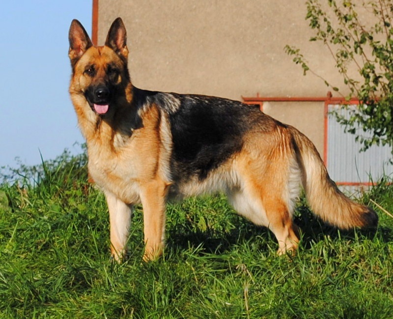 Ginger du fond des abyss