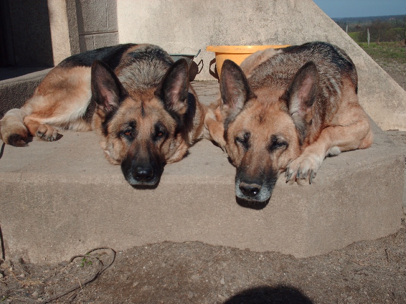 NOS CHIENS
