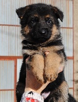 JAREK