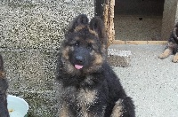 Halisha